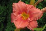 Taglilie South Seas Hemerocallis lachsrosa duftend fterblhend im 18cm Grotopf